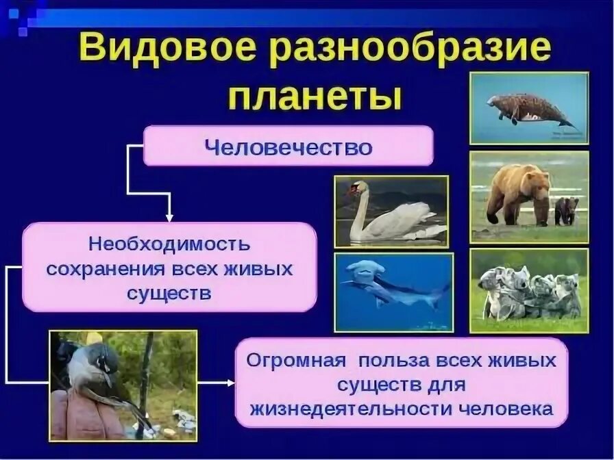 Разнообразие видов животных на земле увеличивается. Видовое разнообразие. биологическое разнообразие. сохранение многообразия видов. сохранение биоразнообразия на земле.