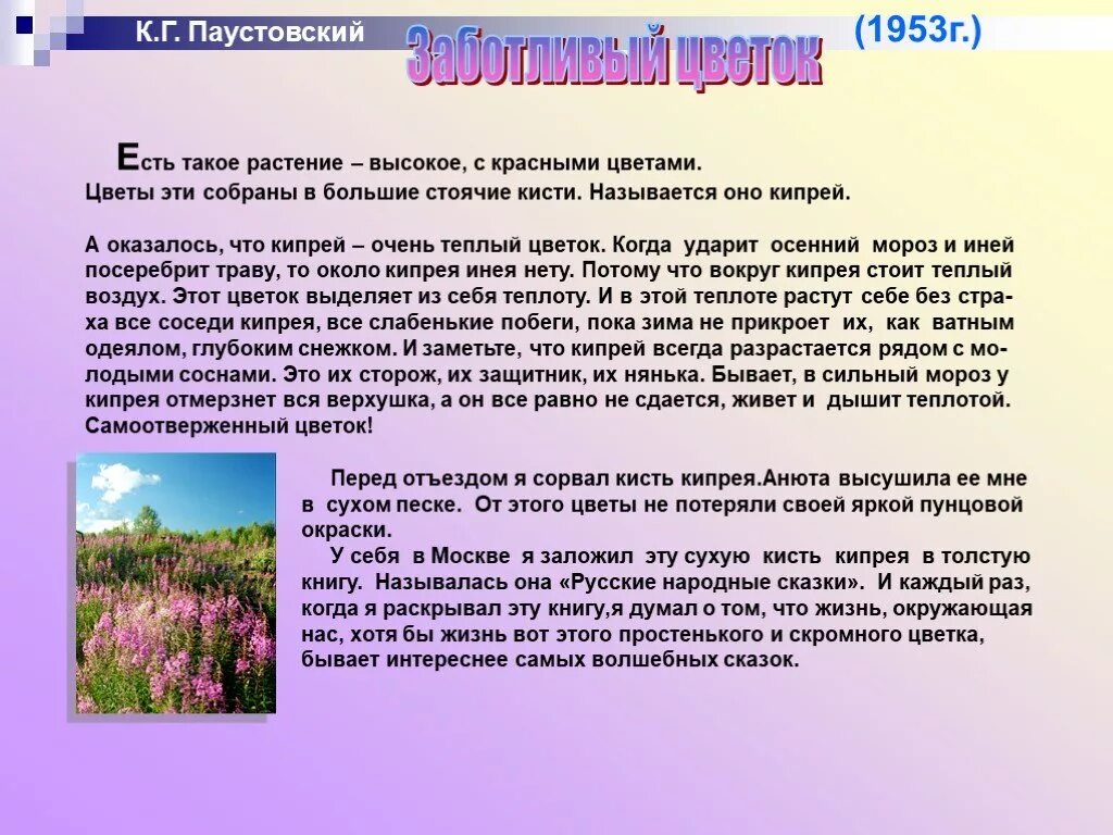 Паустовский снов. Паустовский кипрей. Рассказ Паустовского заботливый цветок. К Паустовский заботливый цветок текст.