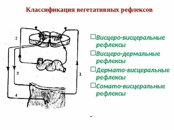 Висцеральный рефлекс. Висцеро соматический рефлекс схема. Висцеромоторные рефлексы. Сомато висцеральные рефлексы. Исследование висцеральных рефлексов.