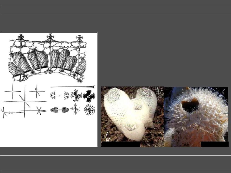 Спикулы стеклянных губок. Строение губки Спикула. Стеклянные губки строение. Скелет морской губки.