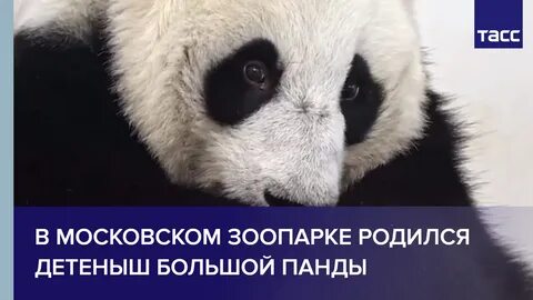 В зоопарке родился детеныш панды