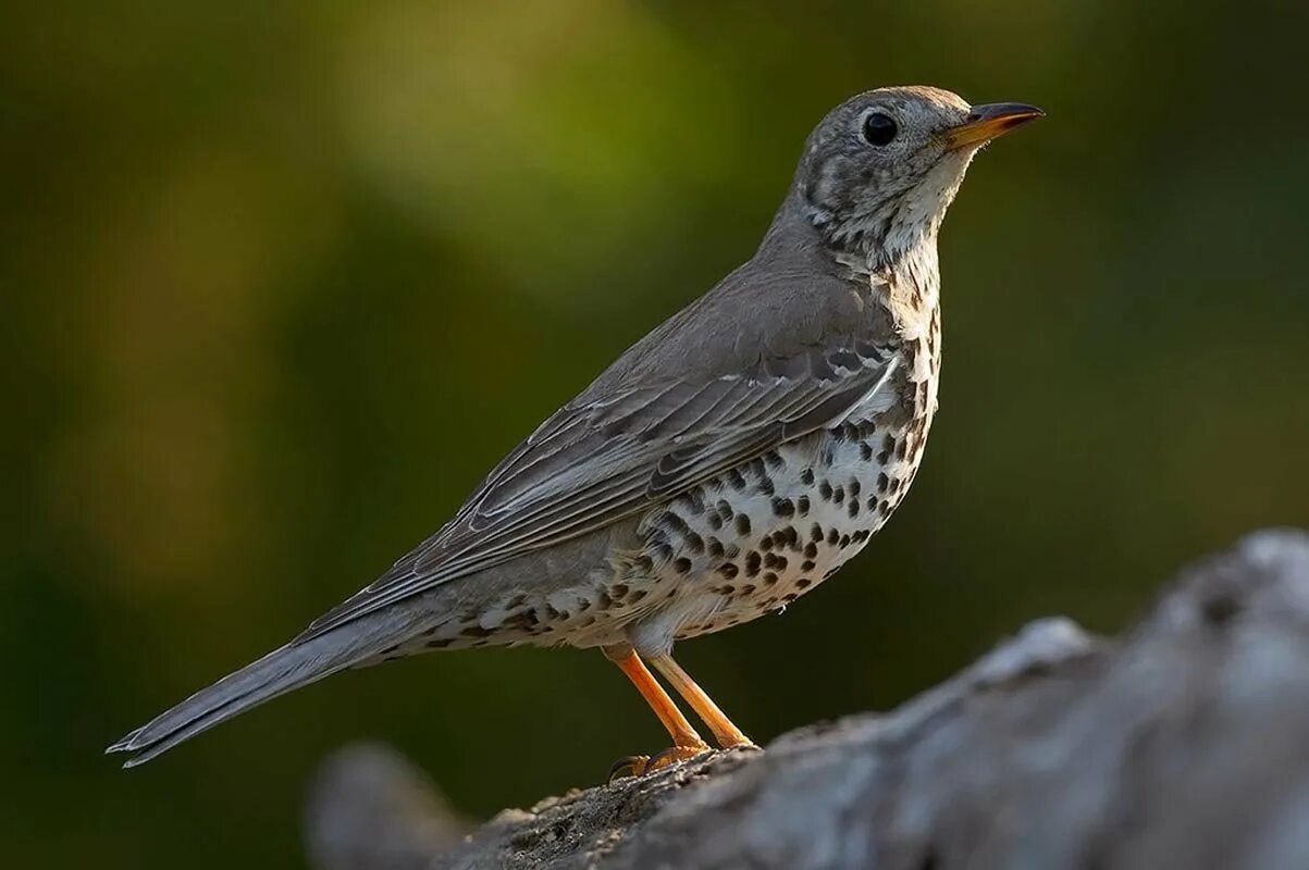 Прочитать серая птица. Певчий Дрозд деряба. Дрозд-деряба (turdus viscivorus). Бледногрудый Дрозд. Дрозд деряба рябинник.