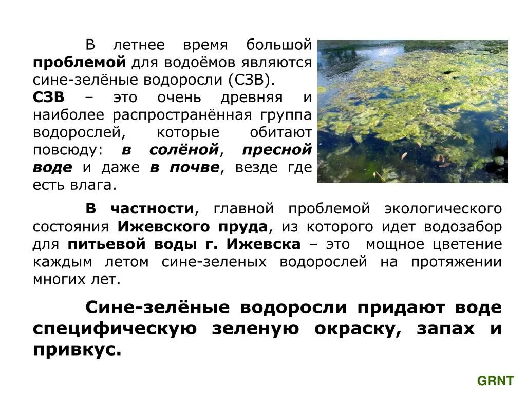 Условия цветения воды. Цветение воды сине зеленые водоросли. Водоросли которые обитают в пресных водоемах. Периоды цветения воды. Водоросли вызывающие цветение воды.