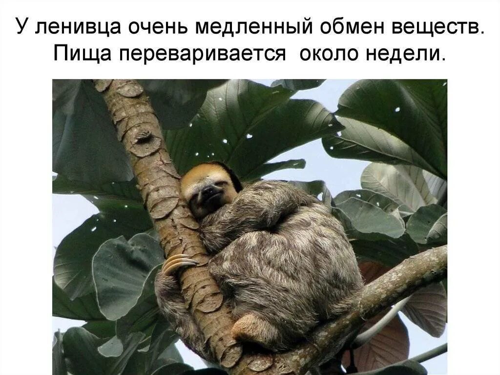 Интересные факты о ленивцах. Ленивец информация. Ленивец где обитает. Ленивец настоящий. Ленивец презентация.