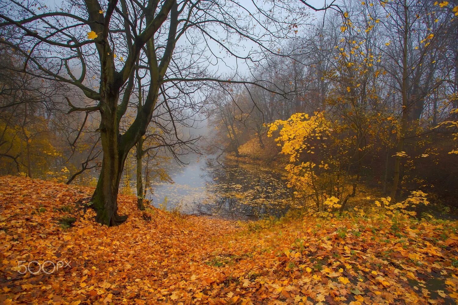 Былым осенью. Поздняя осень. Ноябрь природа. Конец осени. Поздняя осень пейзаж.