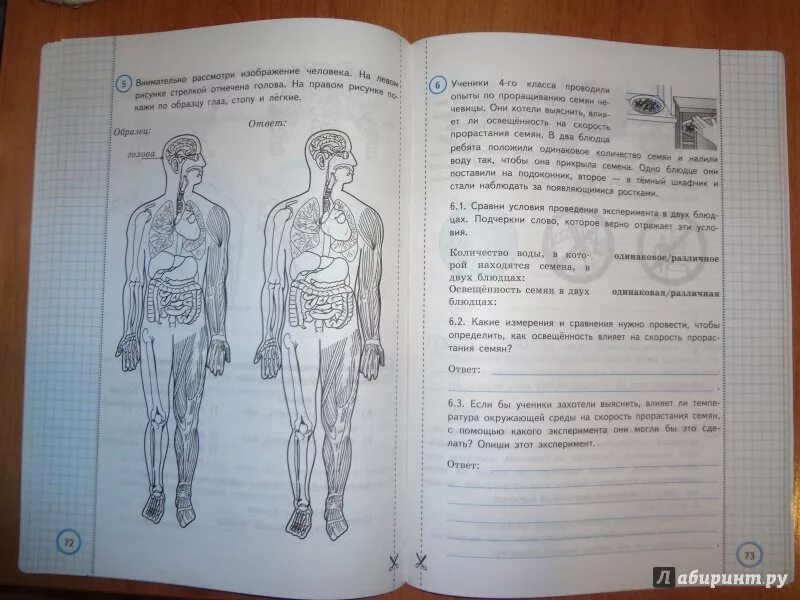 Решу впр 3 класс окружающий мир. Типовые задания по окружающему миру. ВПР по окружающему задания. Типовое ВПР по окружающему миру. ВПР 10 вариантов Волкова Цитович 4 класс ответы.