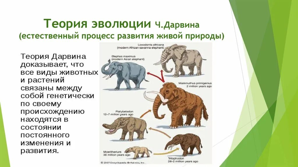 Суть гипотезы эволюции. Эволюционная теория ч Дарвина. Теория эволюции по Дарвину. Теория развития Дарвина.