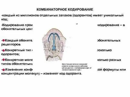 Периферический отдел анализатора это