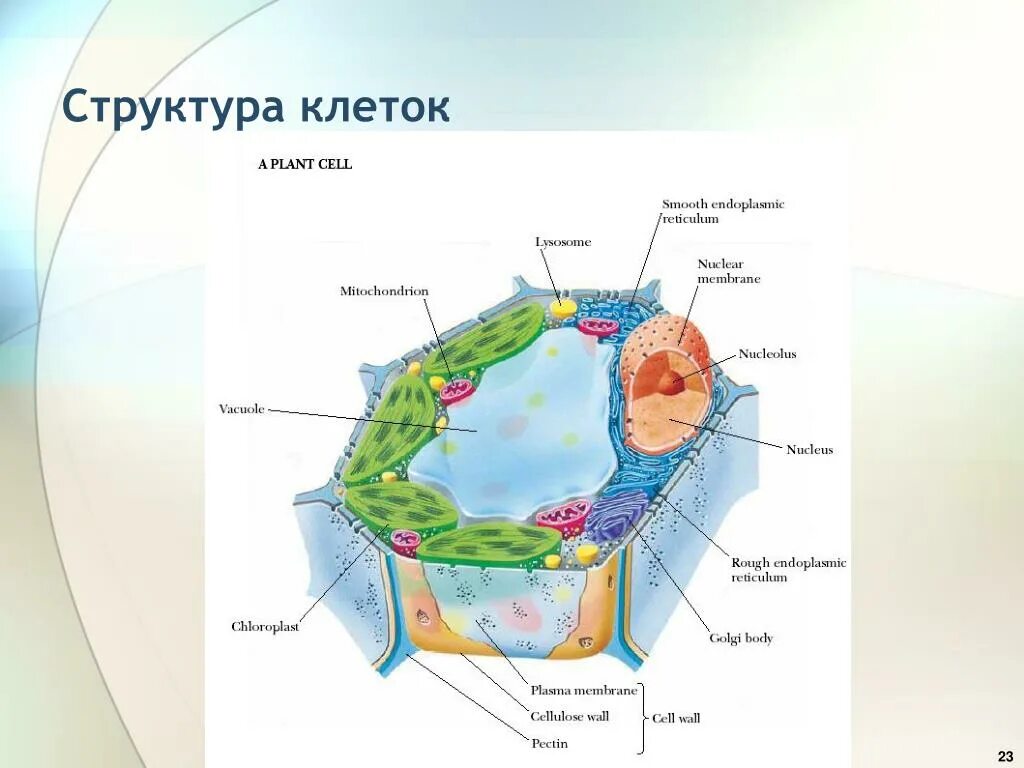 Клетка иерархия