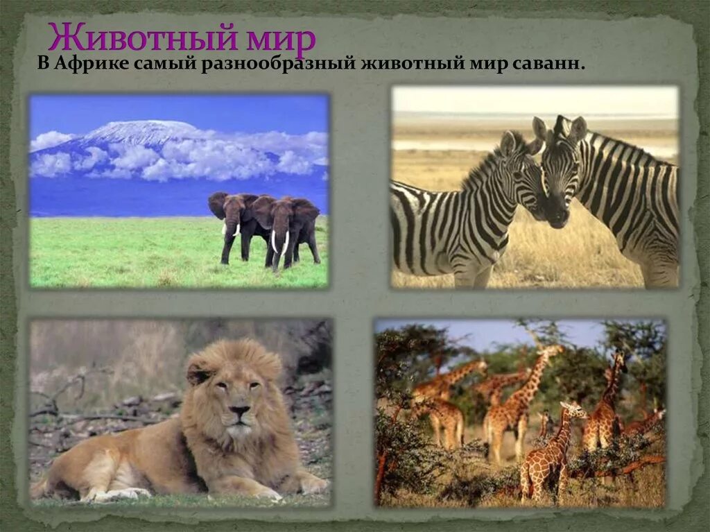 Животные в саваннах и редколесьях. Животный мир саванны и редколесья. животный мир саванн и редколесий евразии. саванны и редколесья африки животные. саванны редколесья и кустарники животный мир.