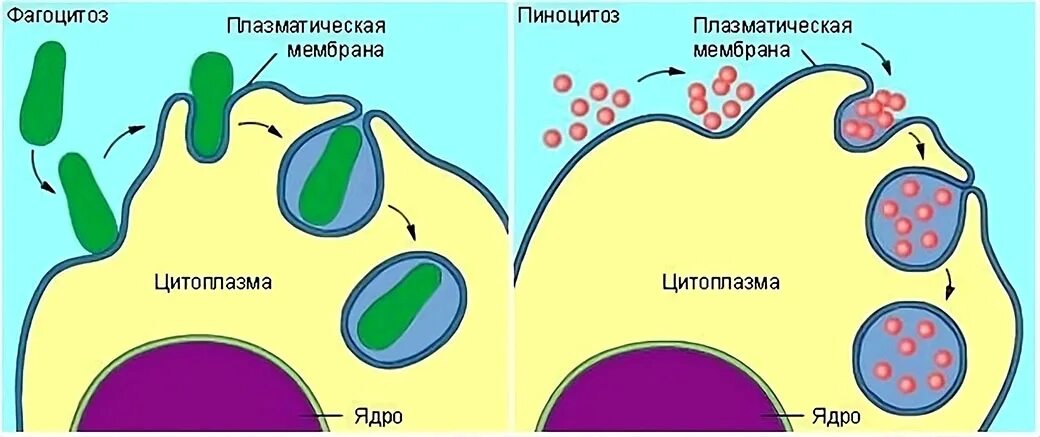 Фагоцитоз прокариот. Плазматическая мембрана пиноцитоз. Пиноцитоз в мембране. Плазматическая мембрана эндоцитоз. Фагоцитоз и пиноцитоз схема.