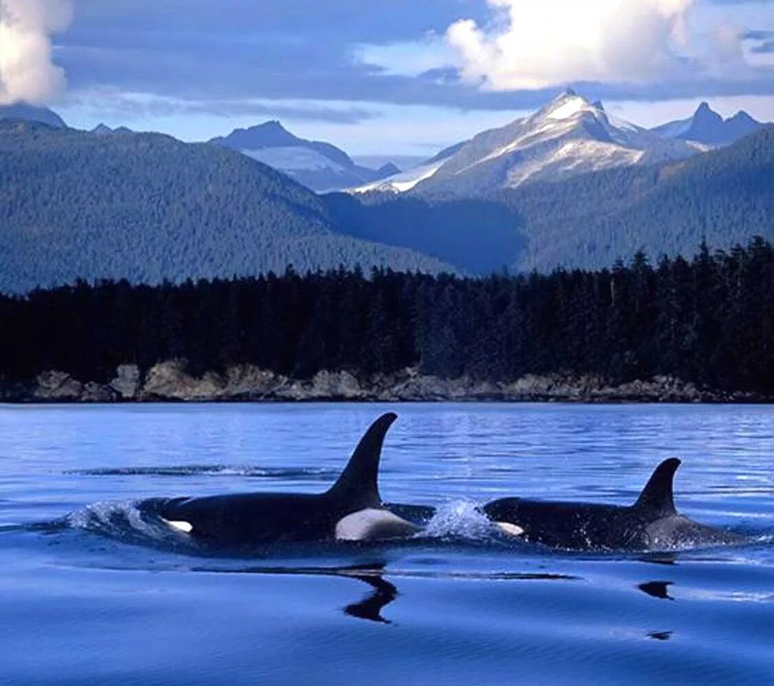 The whale is the biggest creature in the world. дикая природа китов. териберка горбатые киты. на дне моря замечен кит. кит-касатка.