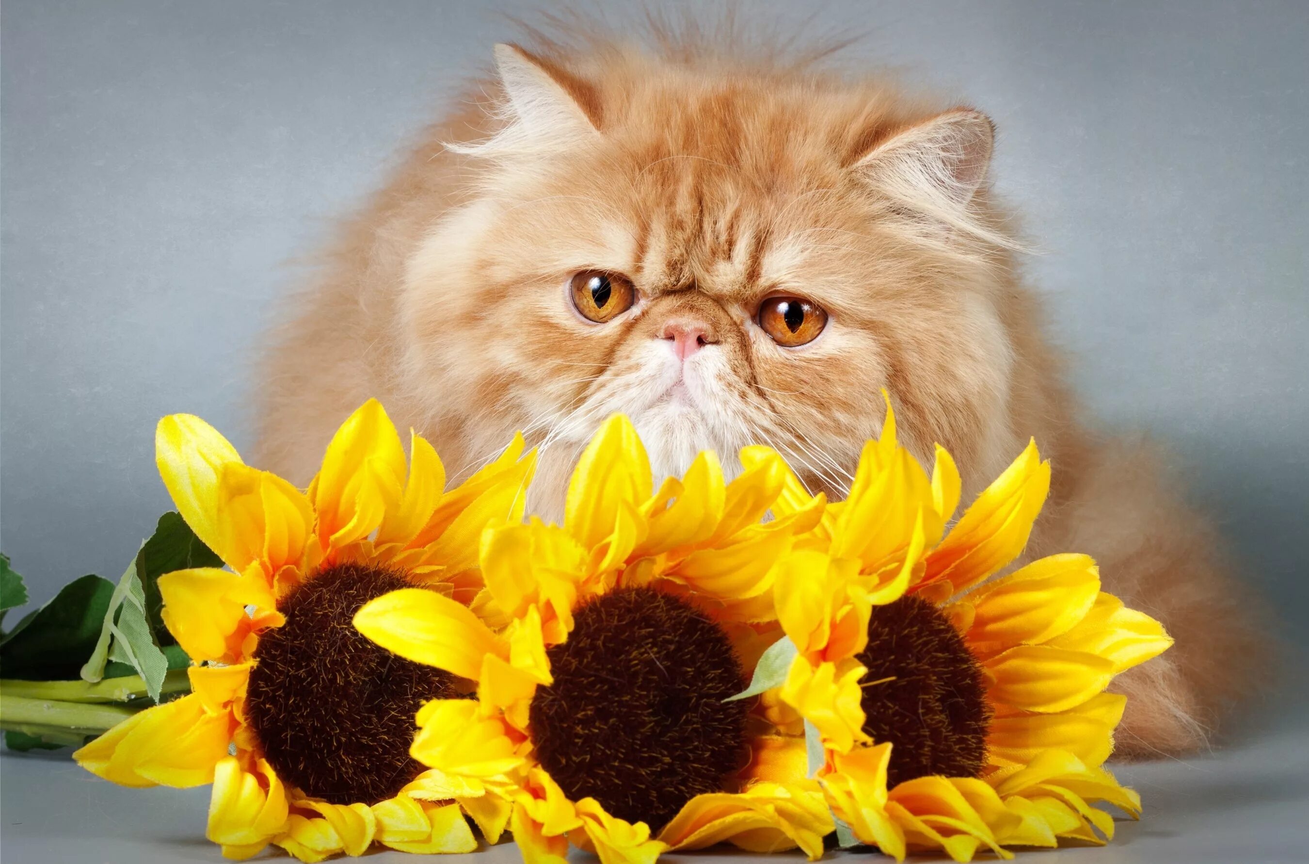 Цветы кис. Экзот кошка. Кот и цветы. Кот с цветами. Экзотическая короткошерстная кошка.