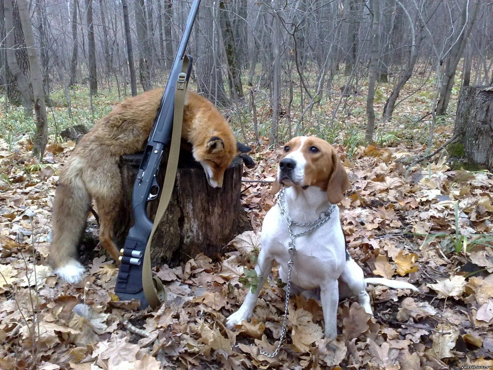 Перевести на русский hunting. Эстонская гончая породы охотничьих собак. Русская гончая и Бигль. Эстонская гончая охота на зайца. Охотничий пес гончак.