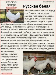 Куры леггорны характеристика отзывы фото и описание