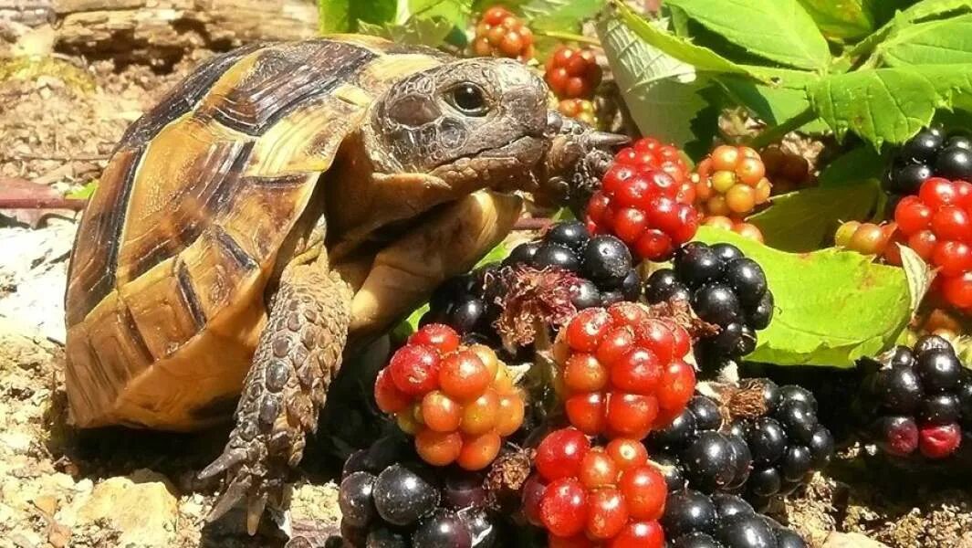 Отряд средиземноморской черепахи