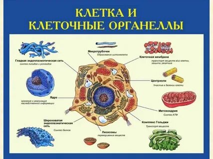 Какой органоид встречается клеток всех живых организмов