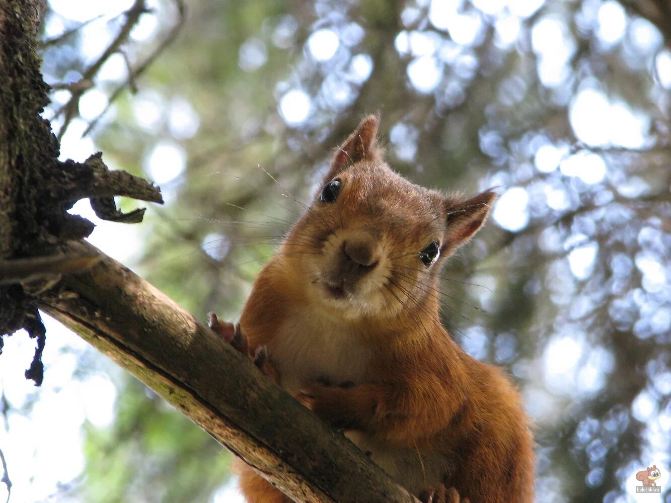 белка бурятия.