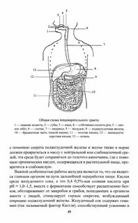 Схема неумывакина