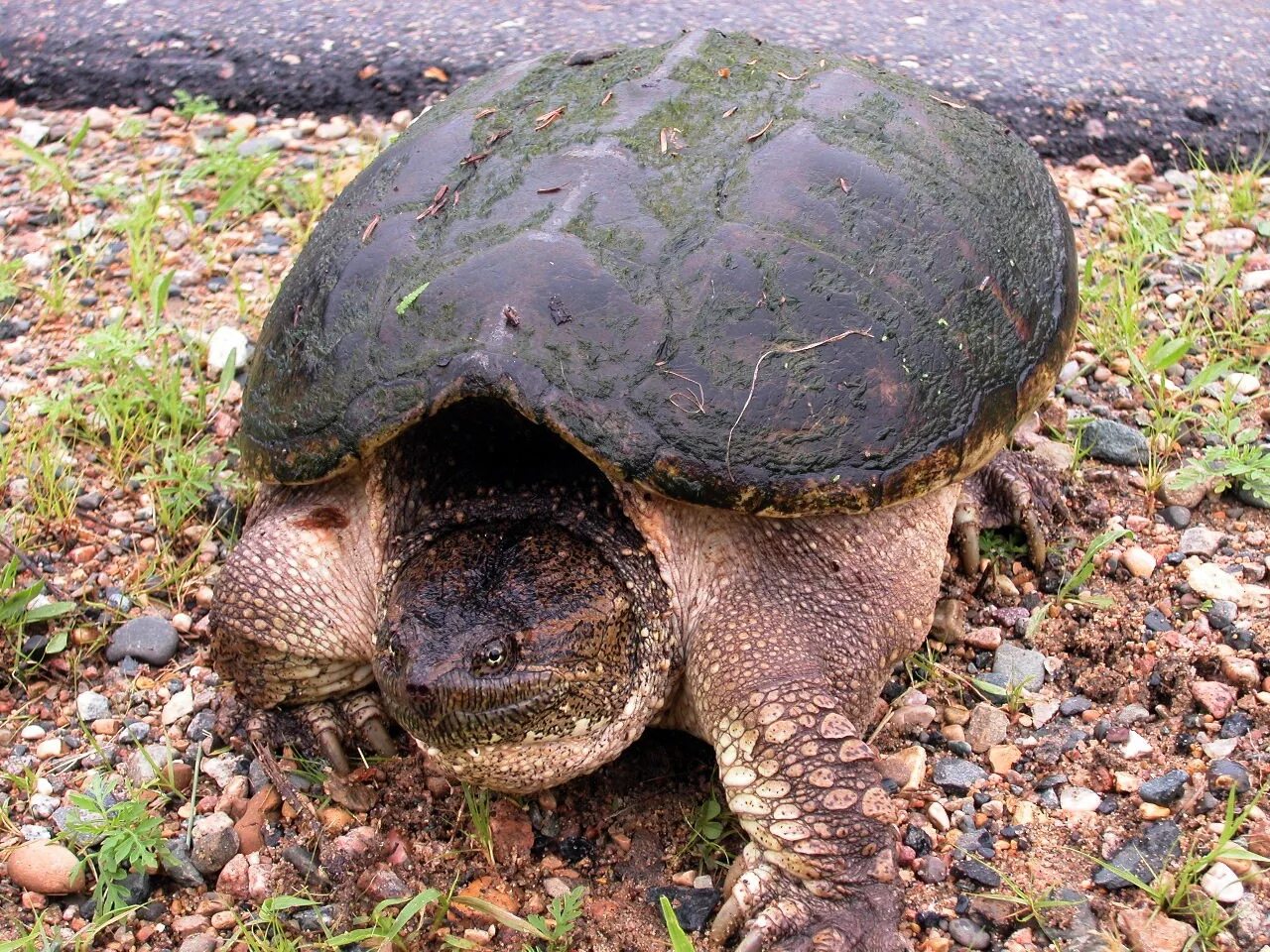 Гигантская черепаха Джонатан. Черепаха Марион. Гигантская кожистая черепаха. Место обитания большой черепахи