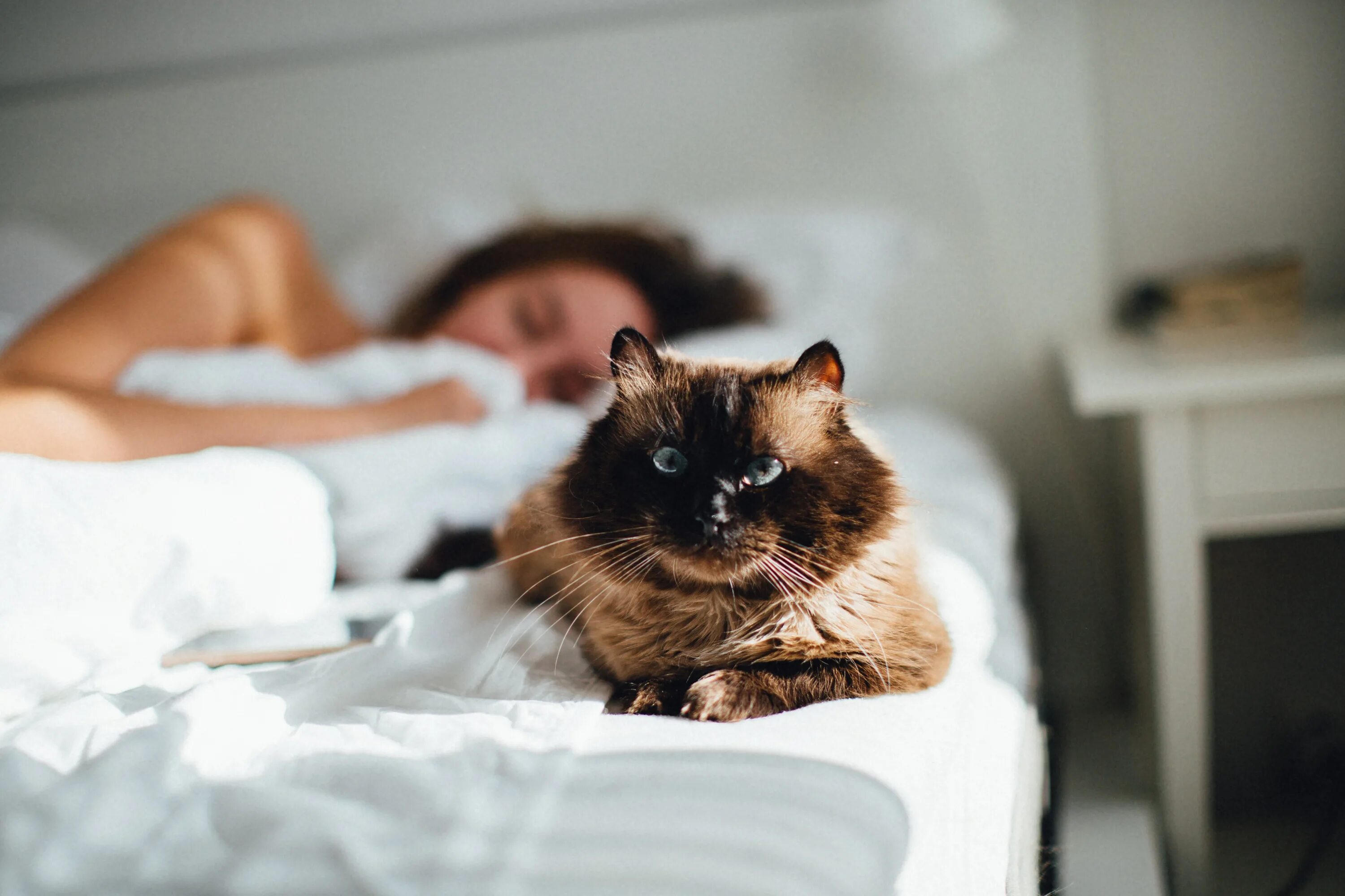 The cat is on the bed