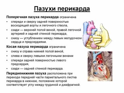 Передне нижний