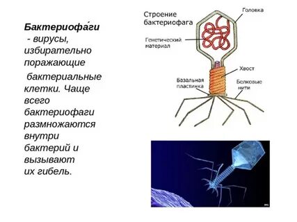 Вирусы поражающие бактерии называются