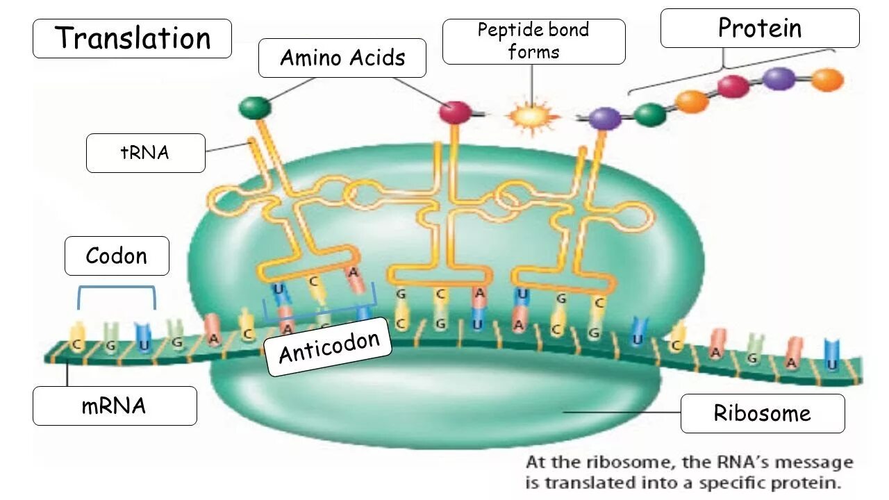 Translation Protein. Protein Synthesis process. Transcription and translation Biology. DNA translation.