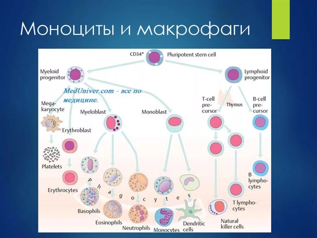 Макрофаги 4. Гемопоэз схема кроветворения. Клетки крови схема кроветворения. Схема лейкоциты фагоциты лимфоциты. Схема онтогенеза макрофагов.