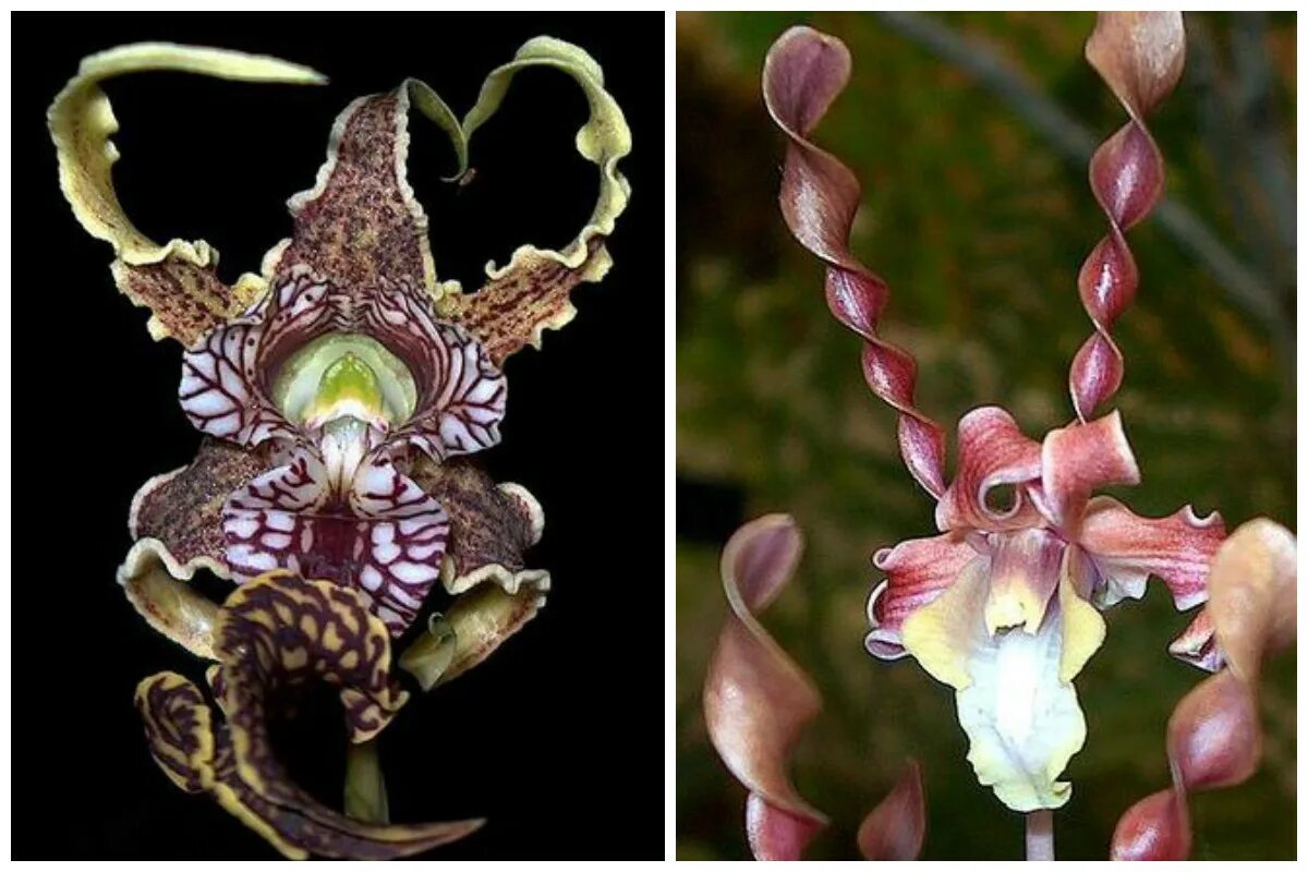Pin en AmAzInG OrChIdS