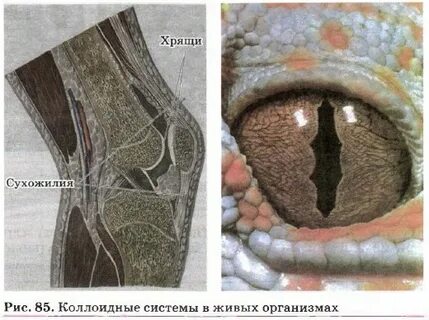 Биологическая роль коллоидных систем в жизни человека