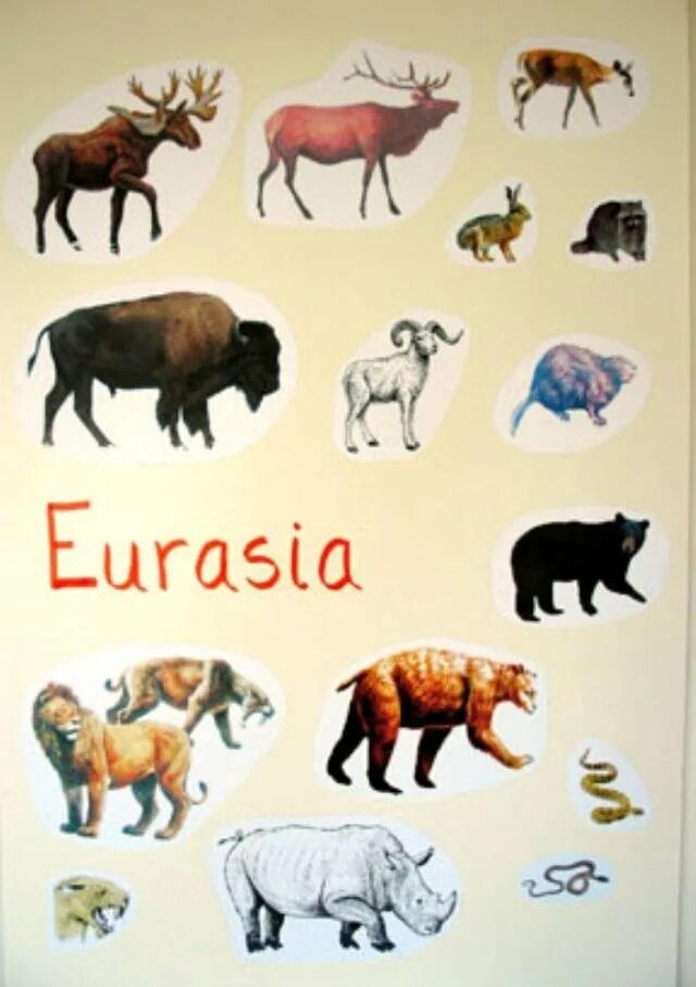 2 животных из евразии. Животные Евразии. Животные Евразии для детей. Дикие животные Евразии. Животные обитающие в Евразии.