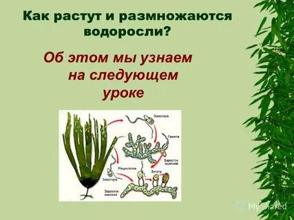 Жизнедеятельность водорослей