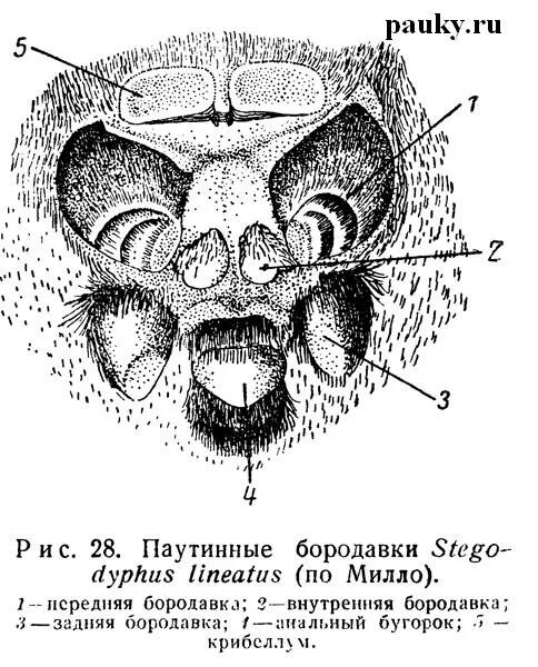 Паукообразные паутинные железы. Паутинная бородавка у паука. Паутинные бородавки у паукообразных. Строение паука паутинные бородавки. Паутинные бородавки паука крестовика.