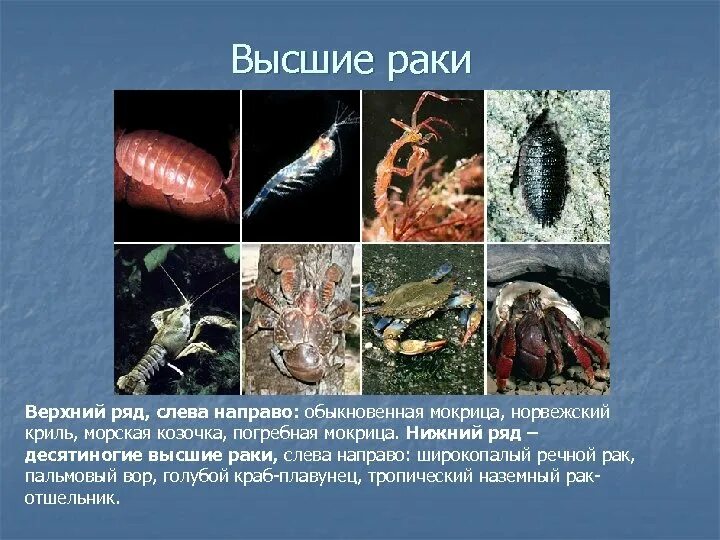 Десятиногие ракообразные. Ракообразные представители. Десятиногие ракообразные представители. Подкласс высшие ракообразные представители. Представитель речной рак