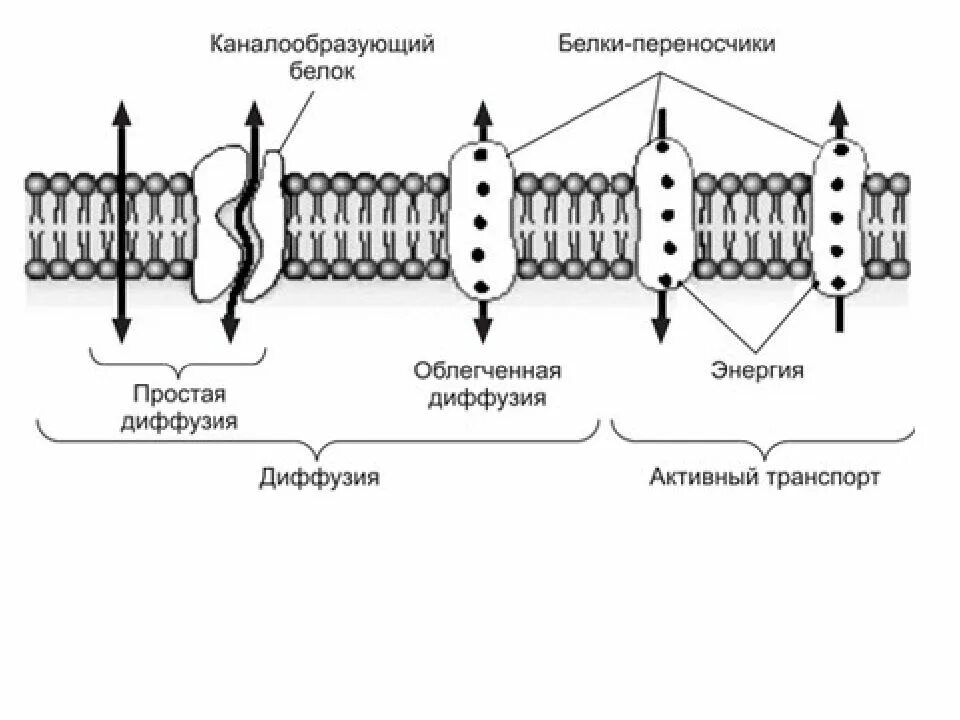 Какой вид мембранного транспорта показан на рисунке. Активный транспорт и облегченная диффузия. Клеточная мембрана облегченная диффузия. Простая и облегченная диффузия. Простая диффузия облегченная активный транспорт.