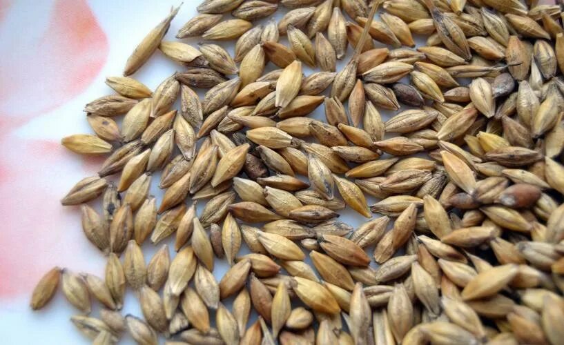 Пророщенная пшеница полезность. Зерно пшеница россия экспорт. Экспорт российской пшеницы. Рынок пшеницы. Почему зерна.