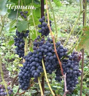 Виноград новгород