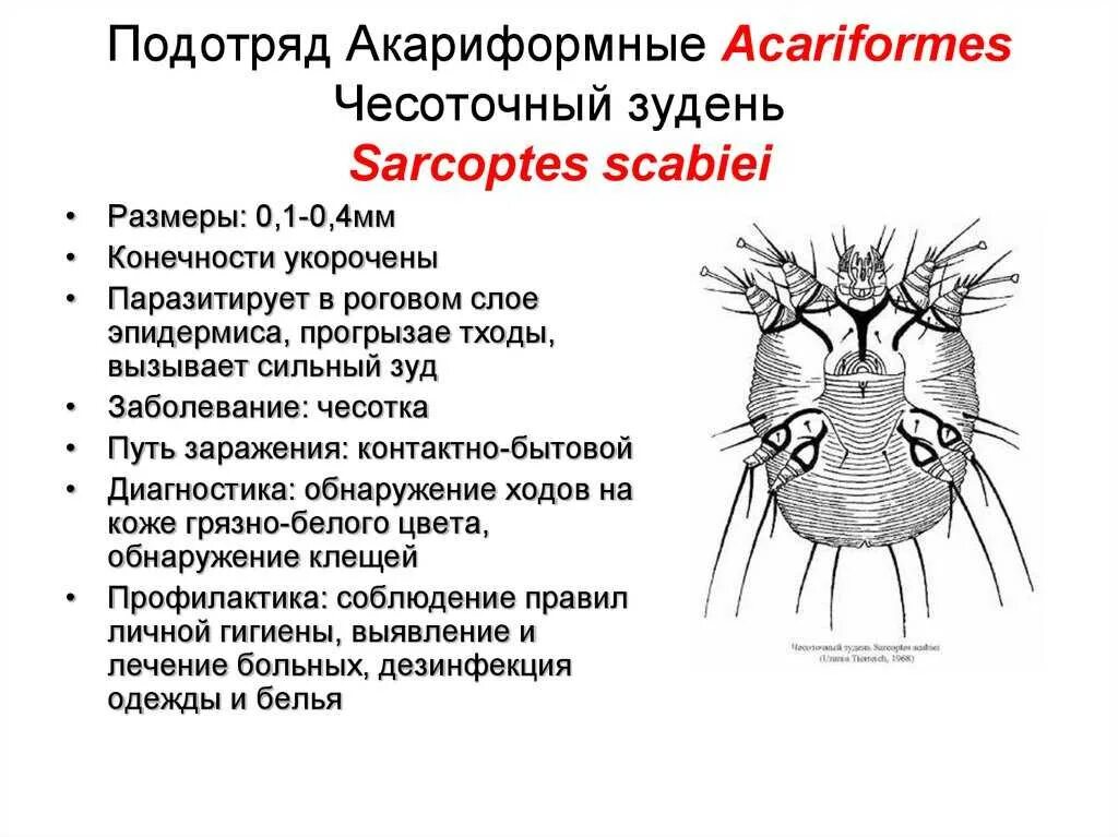 Чесоточный клещ sarcoptes scabiei. Чесоточный клещ классификация. Чесоточный клещ sarcoptes scabiei. Чесоточный зудень систематика. Чесоточный клещ (кнемидокоптоз).