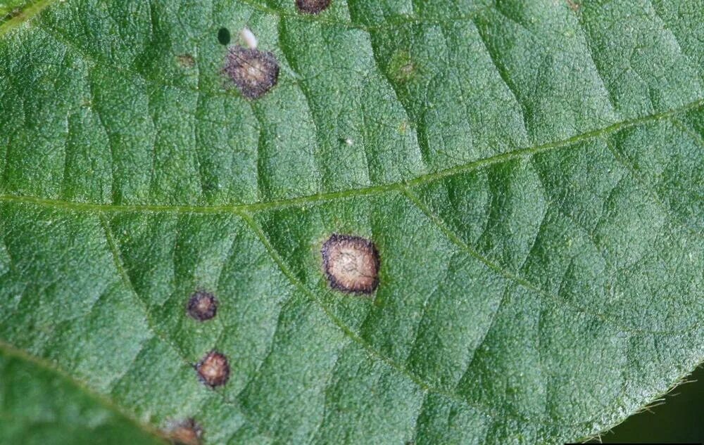 Церкоспороз сои. Cercospora sojina. Cercospora microsora. Альтернариоз, церкоспороз. Альтернариоз, церкоспороз.