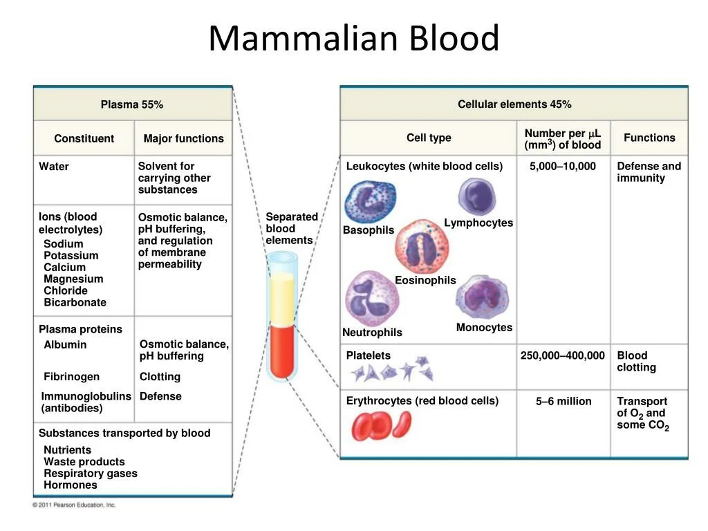 Functions of Blood. Blood Plasma. Functions of the Blood таблица. Structure and functions of mammalian Blood Cells.