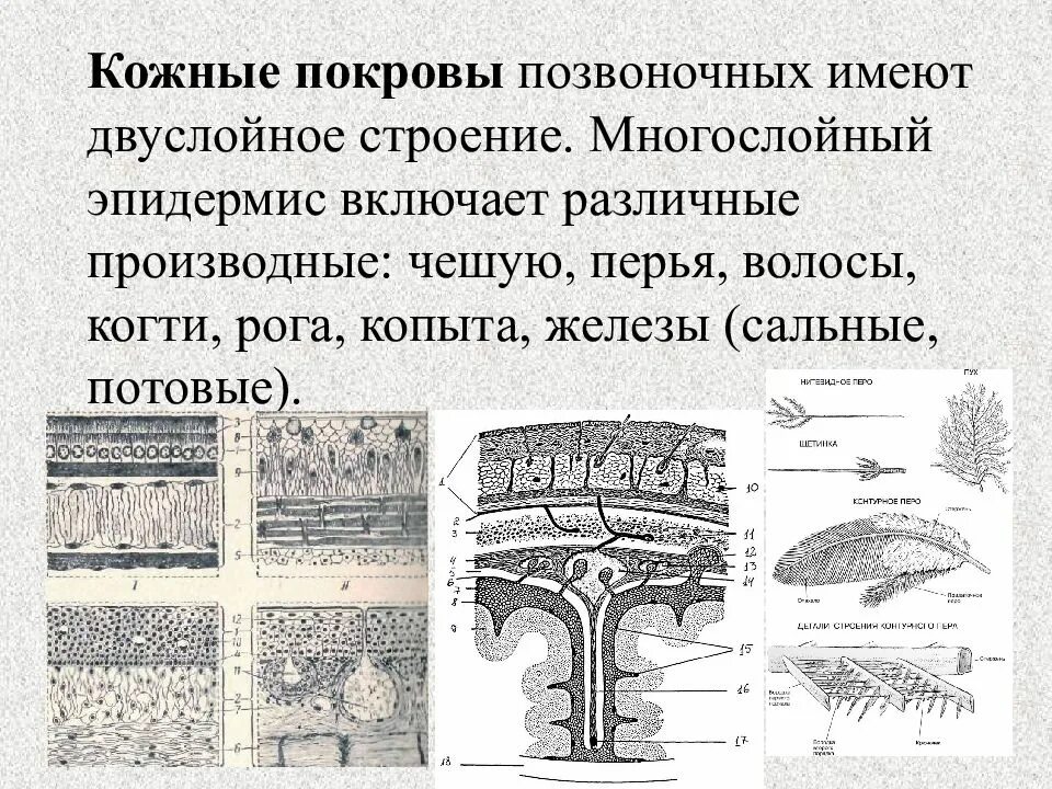 Какой покров у животных. Покровы позвоночных. кожные покровы позвоночных. филогенез кожных покровов. кожные покровы хордовых.