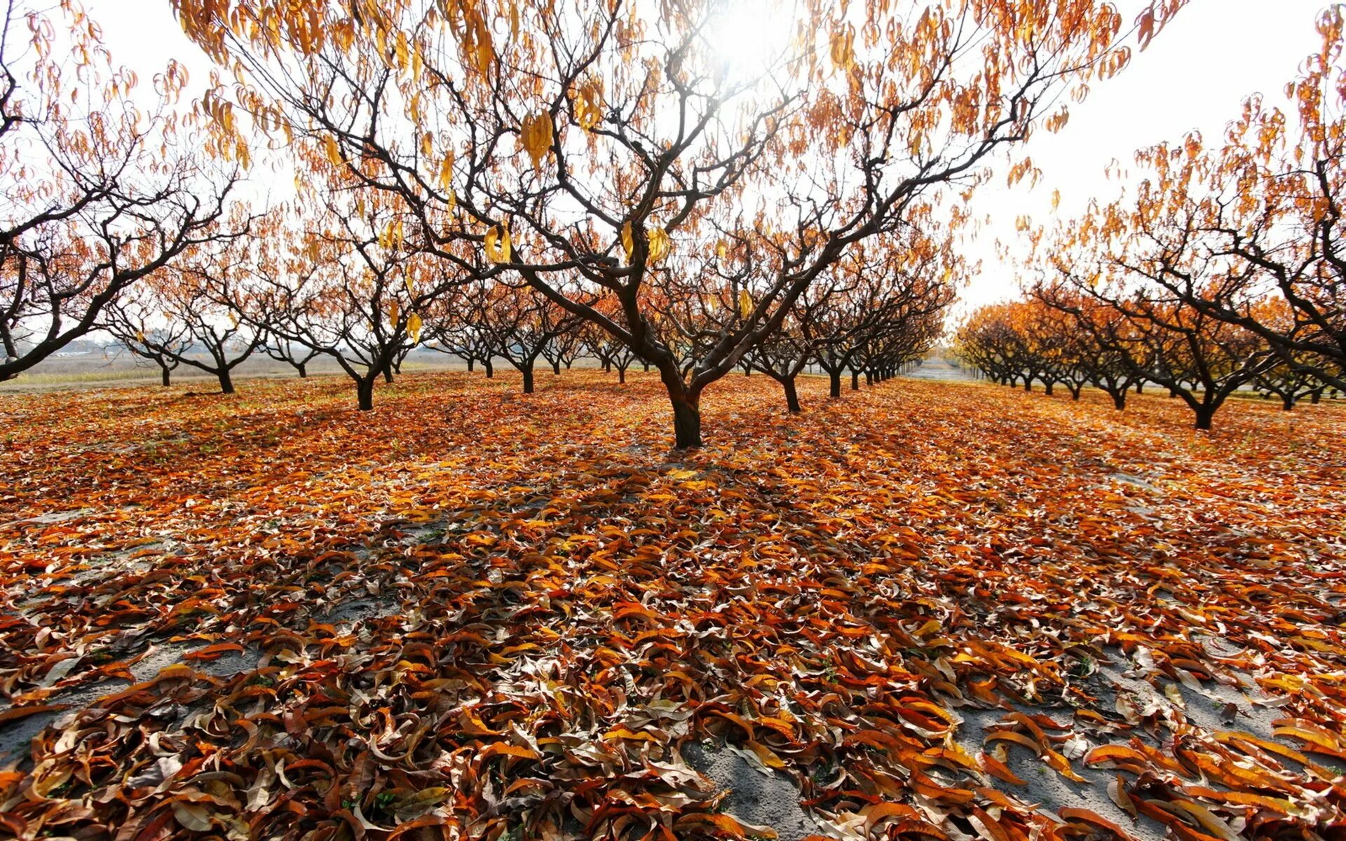 Осень листья давно облетели. Поздняя осень. Деревья поздней осенью. Дерево поздняя осень. Дерево с опавшими листьями.