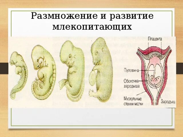 Где и как развивается плод млекопитающих. Цикл развития млекопитающих схема. Размножение и развитие млекопитающих. Стадии развития млекопитающих. Размножение плацентарных млекопитающих.