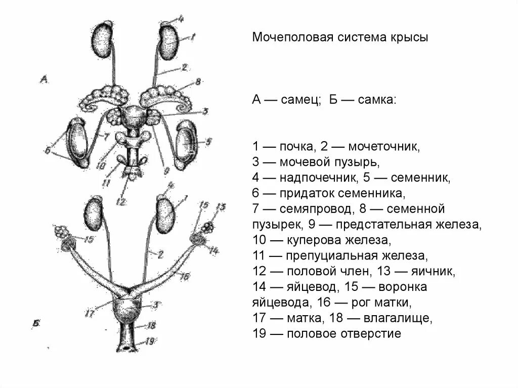 Какие органы входят в половую. Строение мочеполовой системы млекопитающих. Мочеполовая система самца млекопитающего. Схема мочеполовой системы самки млекопитающих. Мочевая система крысы.