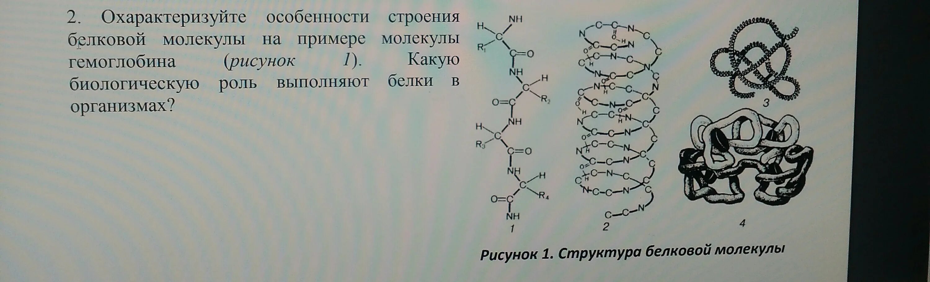 Структура белков. Структуры белковых молекул таблица. Охарактеризуйте особенности белковой молекулы. Первичная структура белка.