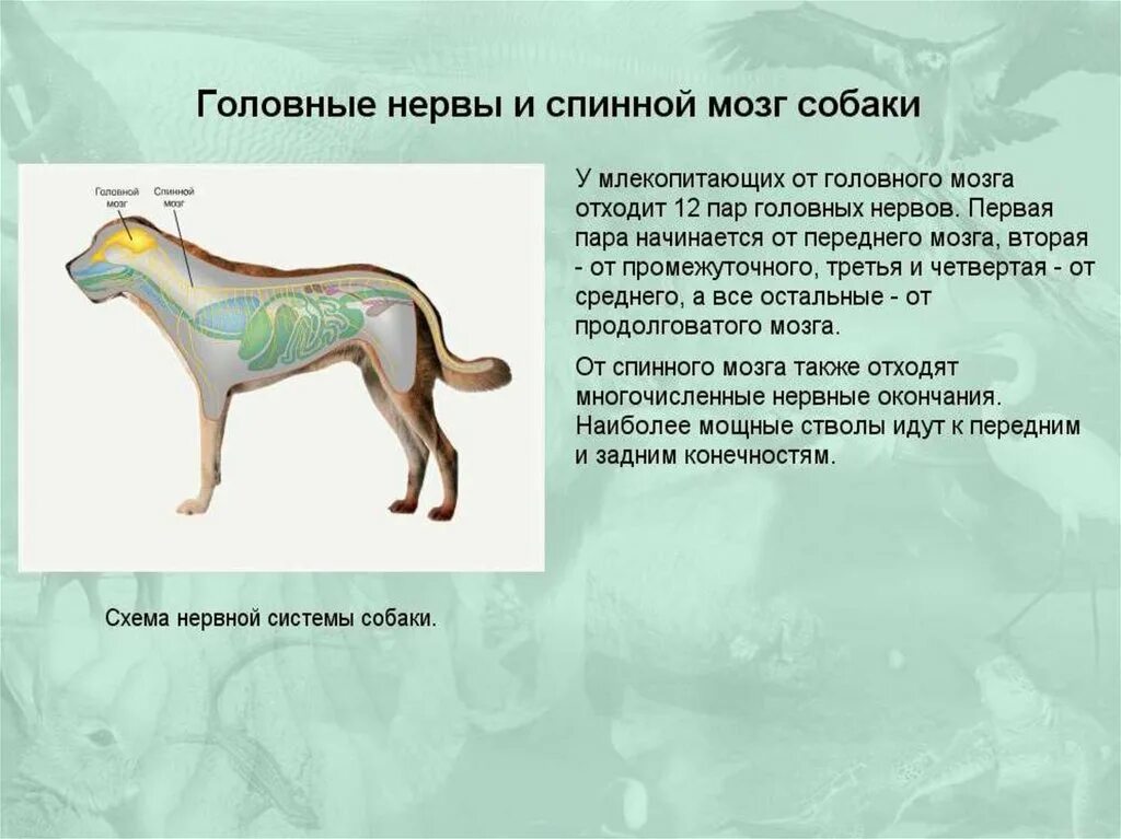 Внутреннее строение млекопитающих кратко. Внутреннее строение млекопитающих 7 класс биология. Строение млекопитающих 7 класс биология. Выделительная система собаки биология 7 класс. Внутренная строени млекопитающие.