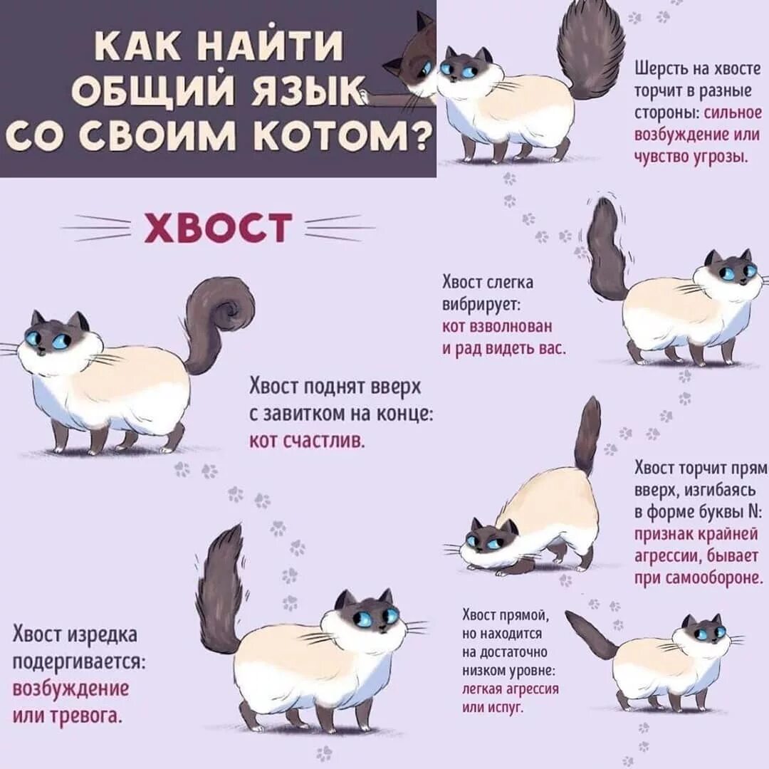Зачем человеку кот. Язык кошек по хвосту. Как понять язык котов. Язык жестов кошек.