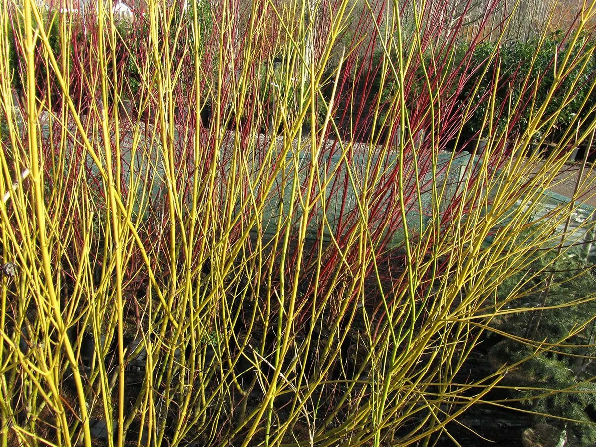 Дерен флавирамеа. Дерен отпрысковый Флавирамеа. Дерен отпрысковый Cornus stolonifera. Дерен отпрысковый"Флавирамеа (Cornus. Sericea "Flaviramea"). Дерен отпрысковый (Cornus sericea Flaviramea.