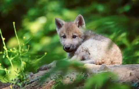 Look A Baby Wolf Wolf Spider.